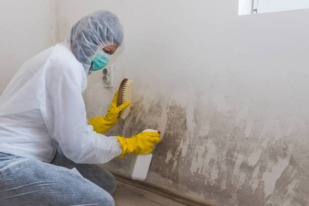 Why You Should Choose Our Mold Remediation Services in Morristown, IN